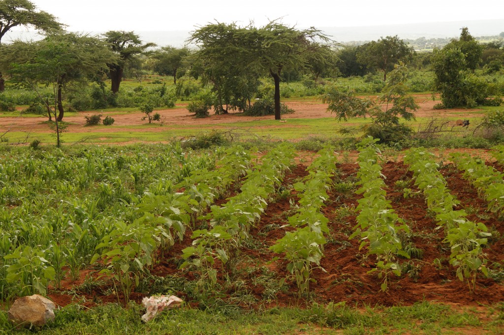 Why farmers in Tanzania are using Tigo Kilimo