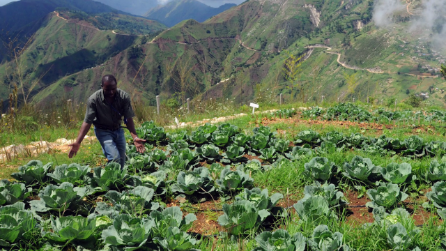 ICT4Ag as Effective Tools for Information Delivery: Opportunities and Challenges