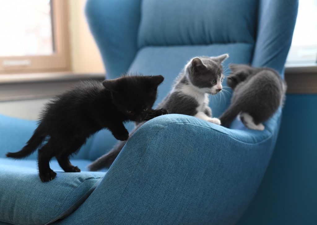 Kitten Party at TechChange!
