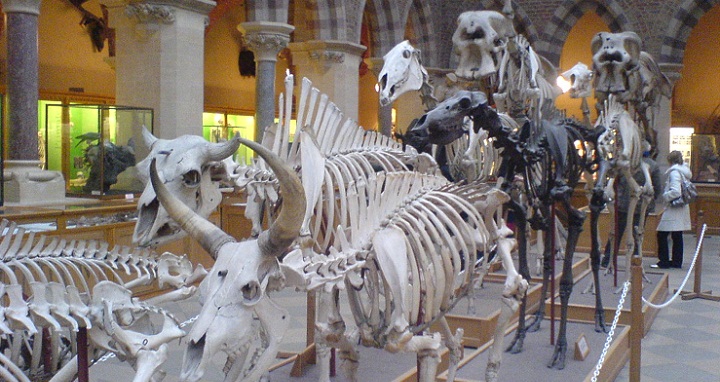Skeletons of mammals in the Oxford University Museum of Natural History, Oxford, England, UK.