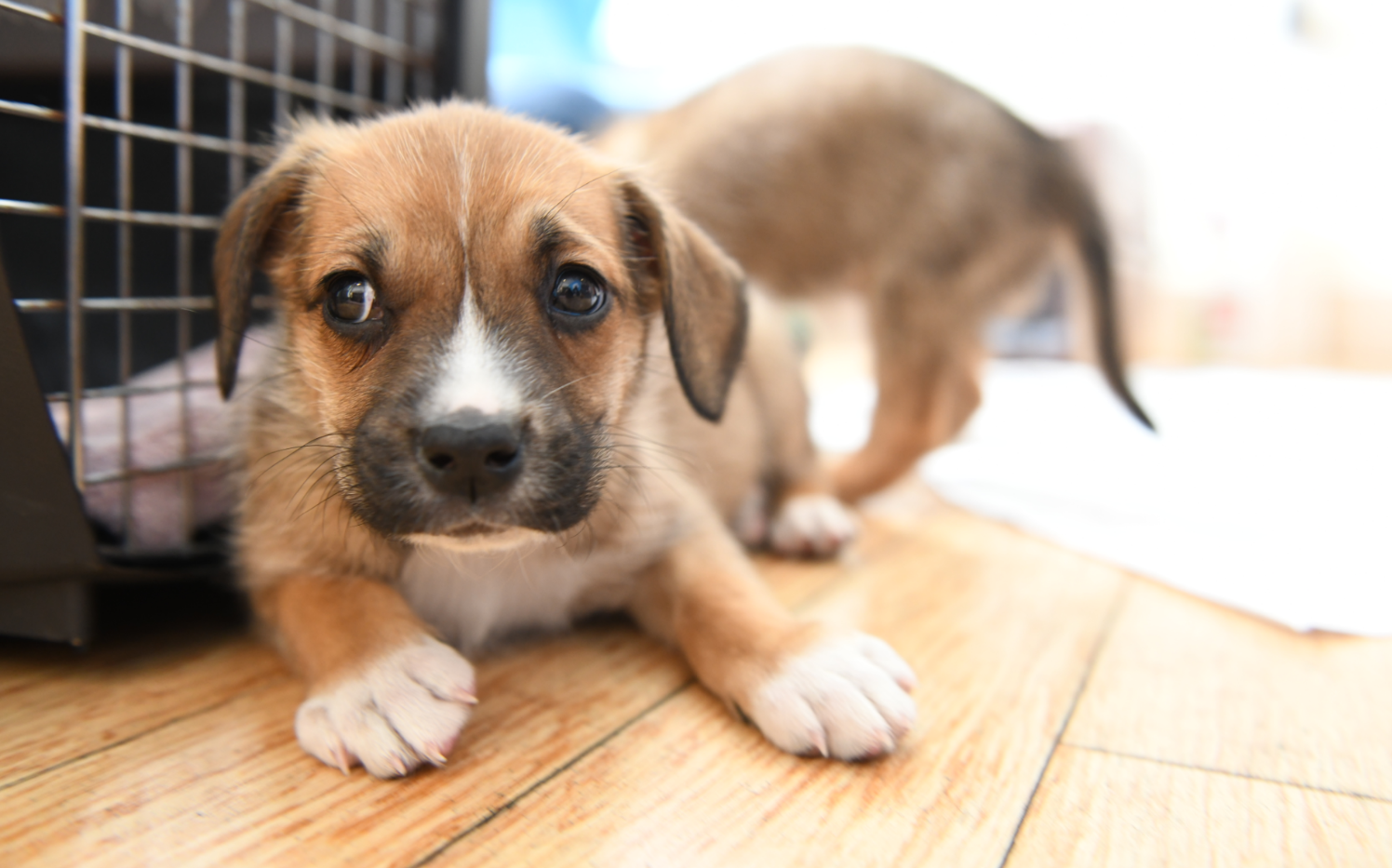 Skeptical Puppy